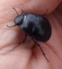 Erodius sp.